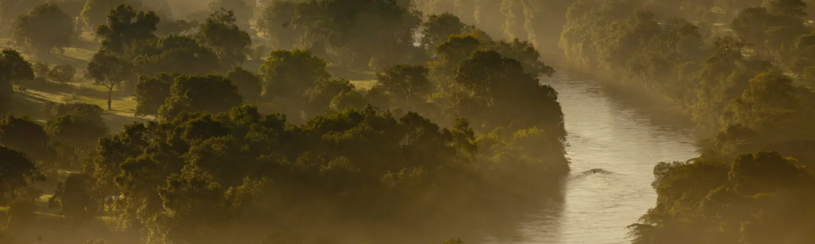 Sunrise over a forest in the Masai Mara reserve, Kenya.