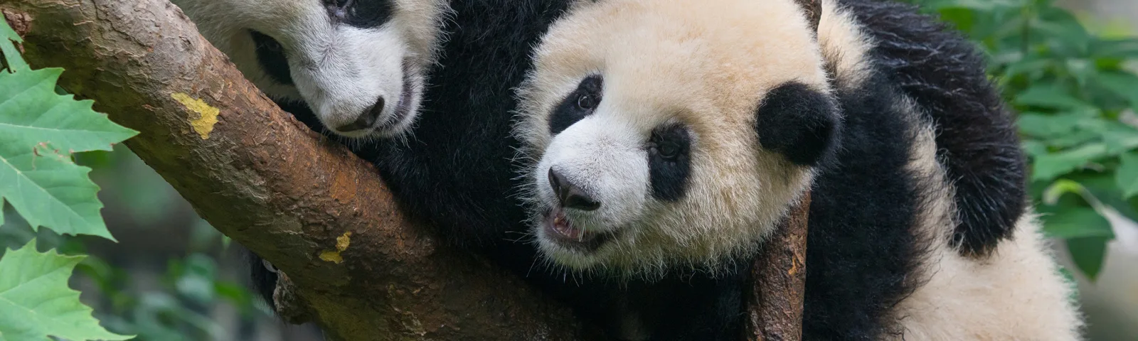 To pandaer i et tre.
