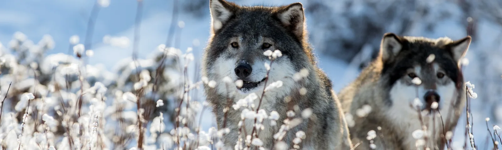 Lys ulv står i motlys på en gylden myr i kveldslys, med hodet delvis vendt mot kameraet.