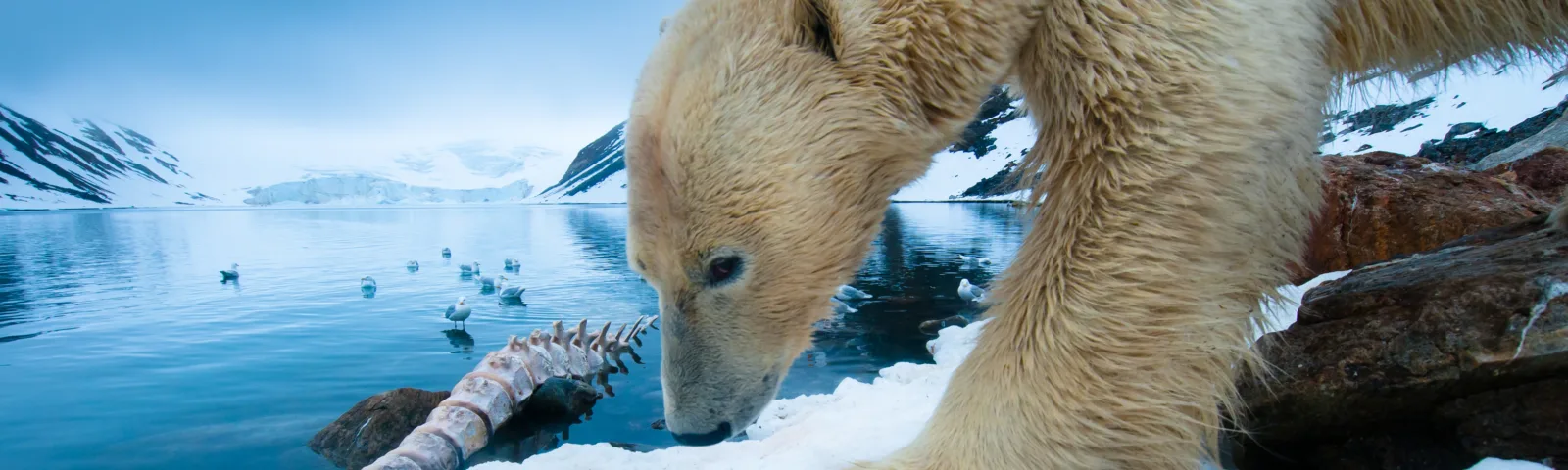 En isbjørn snuser ut ett hvalskjelett på Svalbard, europa-arktisk.