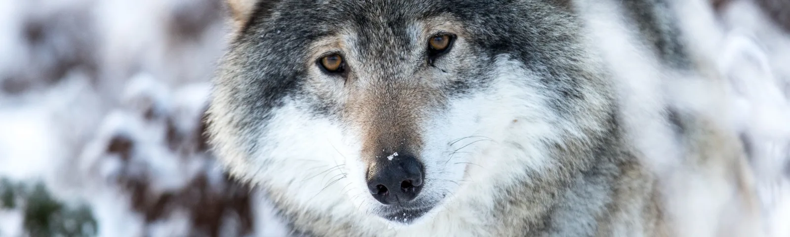 A wolf is walking in the snow