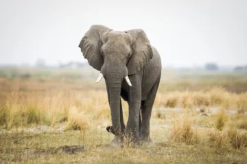 elefant
