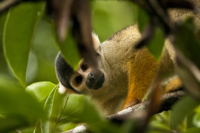 Ape i Amazonas regnskog