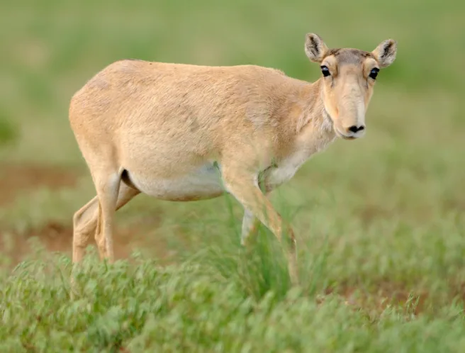 saigaantilope
