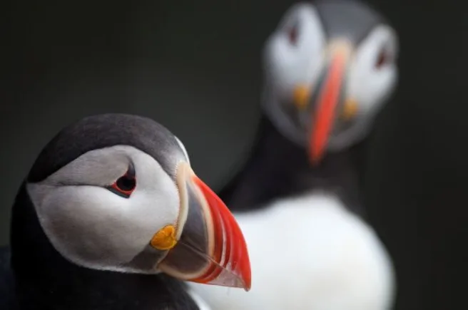 Nærbilde av en lundefugl, samt en til utydelig i bakgrunnen