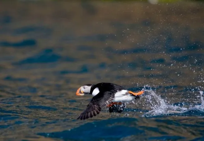 En lundefugl flyr noen centimeter over havoverflaten