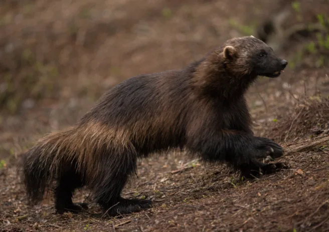 En jerv som går oppover en bakke i skogen