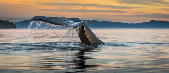 Halefinnen til en knølhval stikker opp av havet i solnedgang