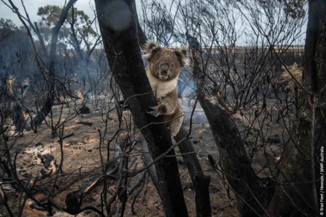 Koala i nedbrent skog