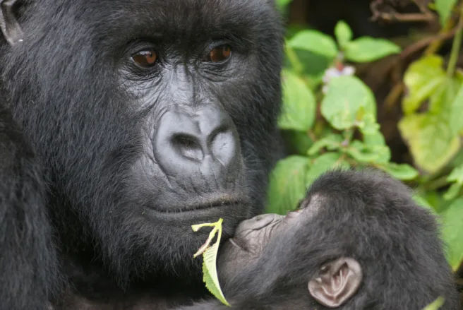 Gorillaunge ser opp på den store sølvrygg-gorillaen, som holder ungen i armene sine.