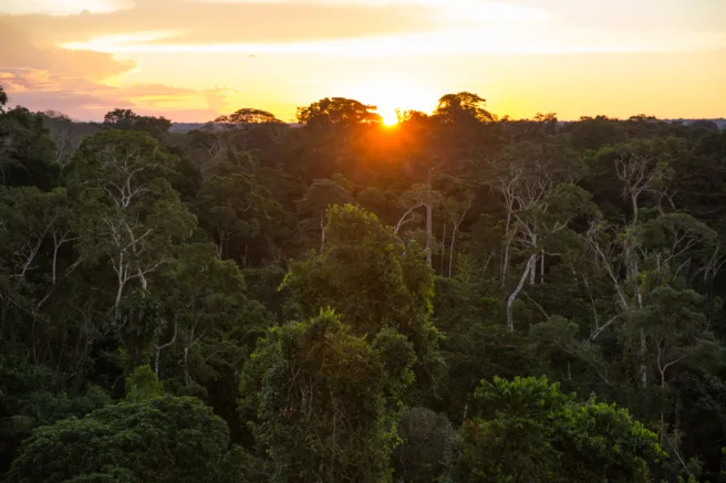 Solnedgang over Amazonas-regnskogen