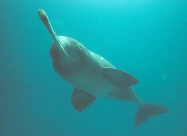 En gangesdelfin i helfigur under vann.