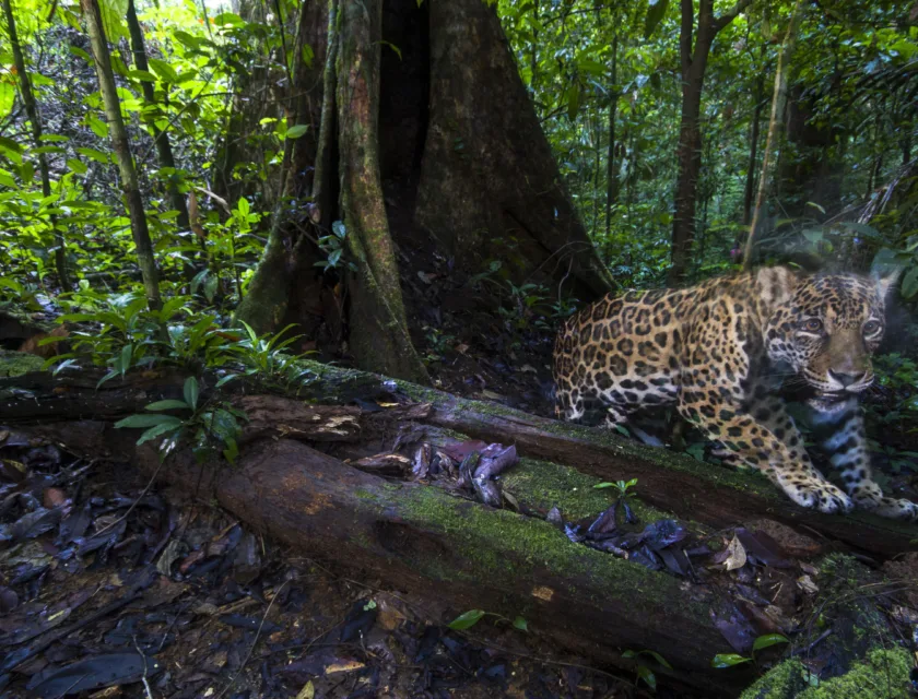 Amazonas