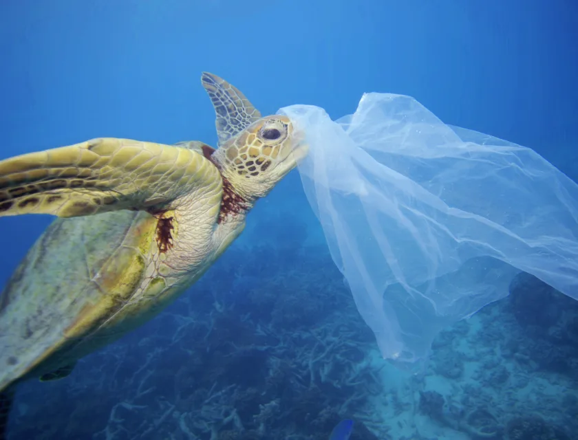 Skilpadde med plast