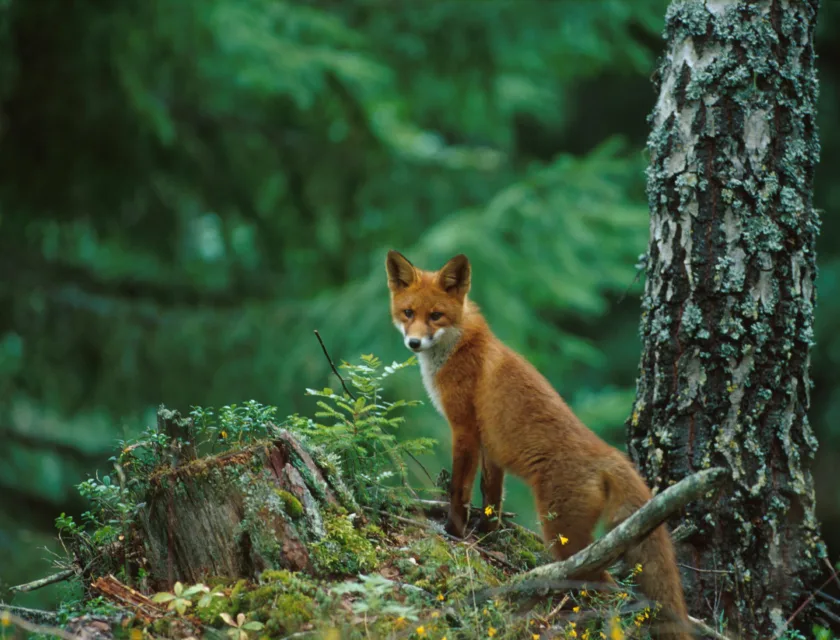 Nedbygging av natur
