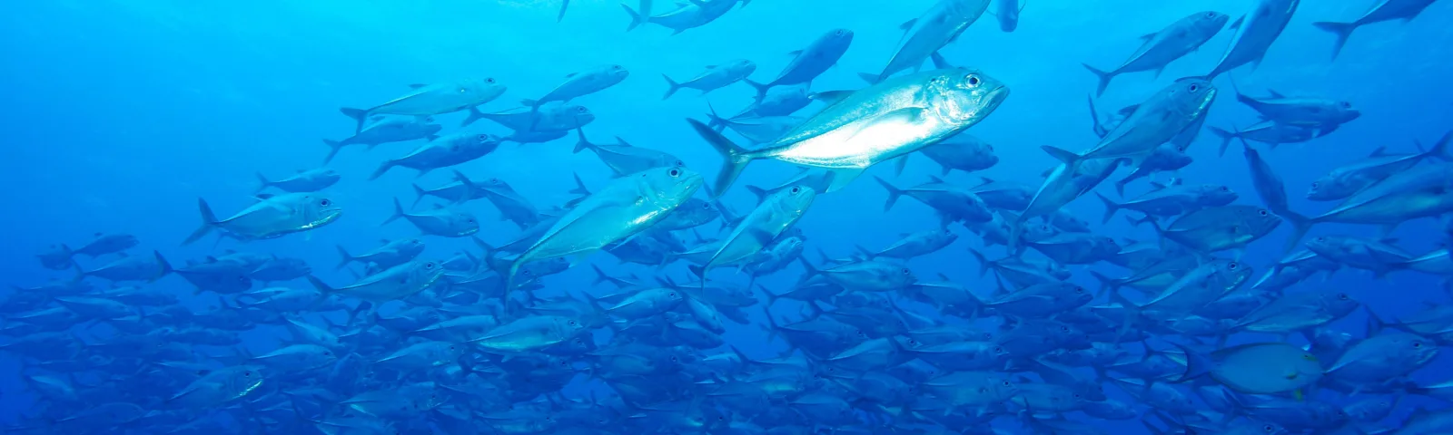 Fiskestim langs kysten av Vanua Levu, Fiji.