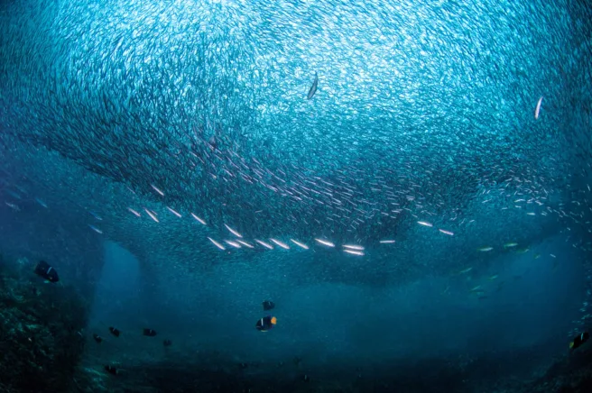 en fiskestim i havet