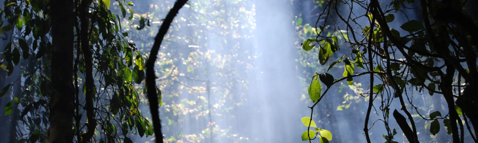 Regnskogene er hjem til mellom 50 og 90 prosent av verdens arter, og mange av disse er ikke engang oppdaget ennå. Her får vi en kikk inn i regnskogen på Madagaskar. Copyright Credit: © WWF / Martina Lippuner