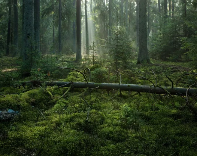 Bilde av gammelskog