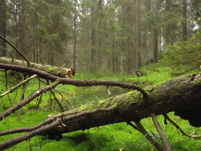 Urørt natur i norsk skog.