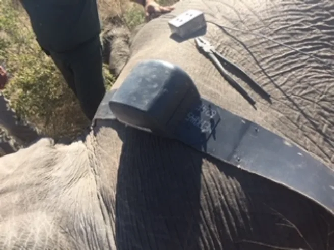 Nærbilde av en satelittkrage festet på en elefant