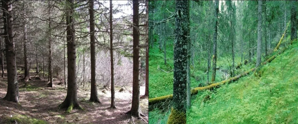 Til venstre vises en typisk plantet granskog. Trærne står tett og slipper lite lys ned til bakken, noe som gir lite bunnvegetasjon. Bildet til høyre viser en mer naturlig utformet skog med frodig bunnvegetasjon, variasjon og liggende død ved.
