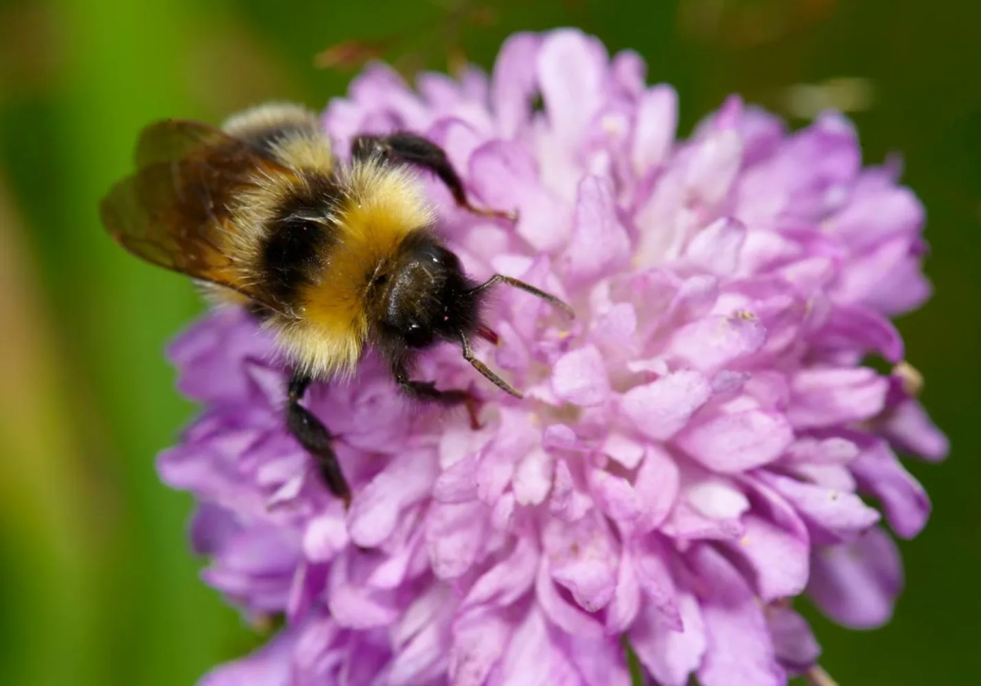 Bie stuper inn i blomst