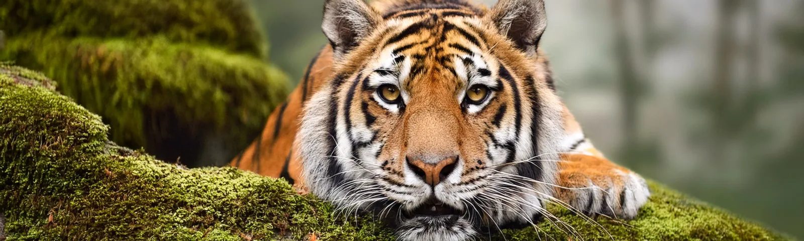 En tiger ser rett i kameraet.