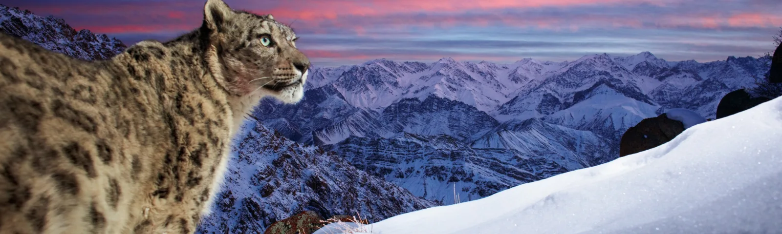 Snøleopard i solnedgang