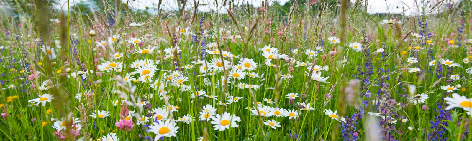 Blomstereng med prestekrager og flere andre blomsterarter.
