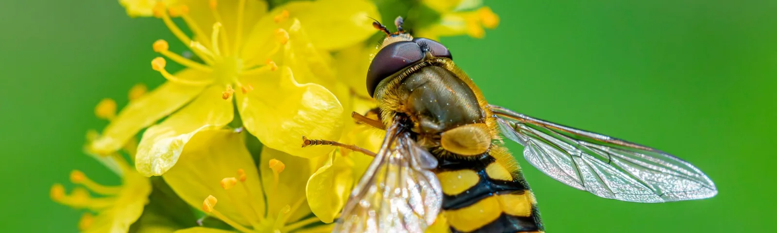 Hageblomstflue på gul blomst.
