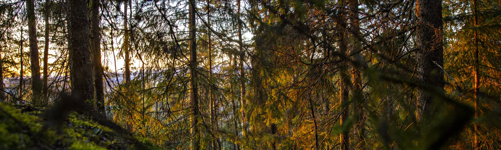 Norsk skog i solnedgang.