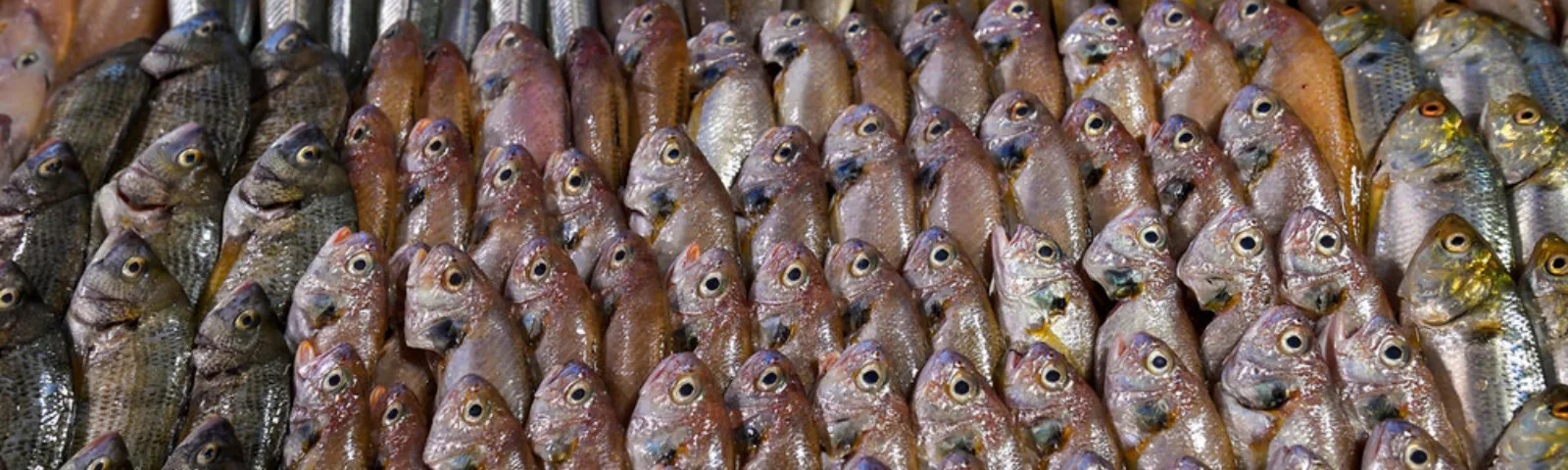 Mange fisk på et fiskemarked