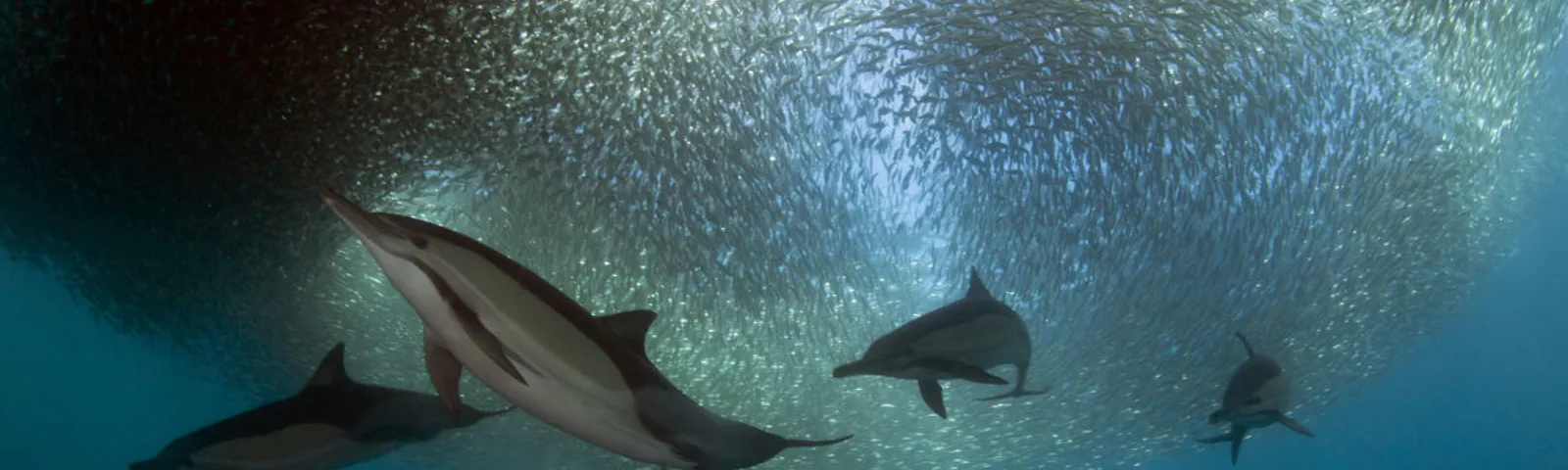 En flokk med delfiner jakter på sardiner utenfor Sør-Afrika. Gulflankedelfin (Delphinus delphis).