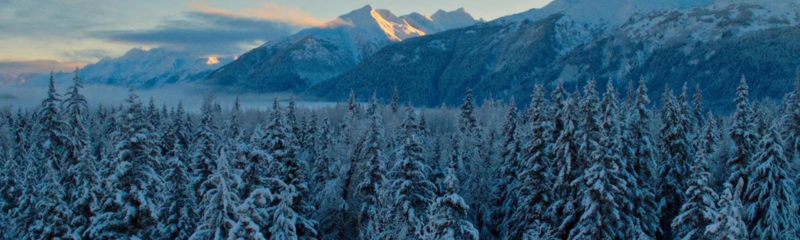 Dronebilde av boreal skog i Alaska, USA, kledd i snø med fjell i bakgrunnen.