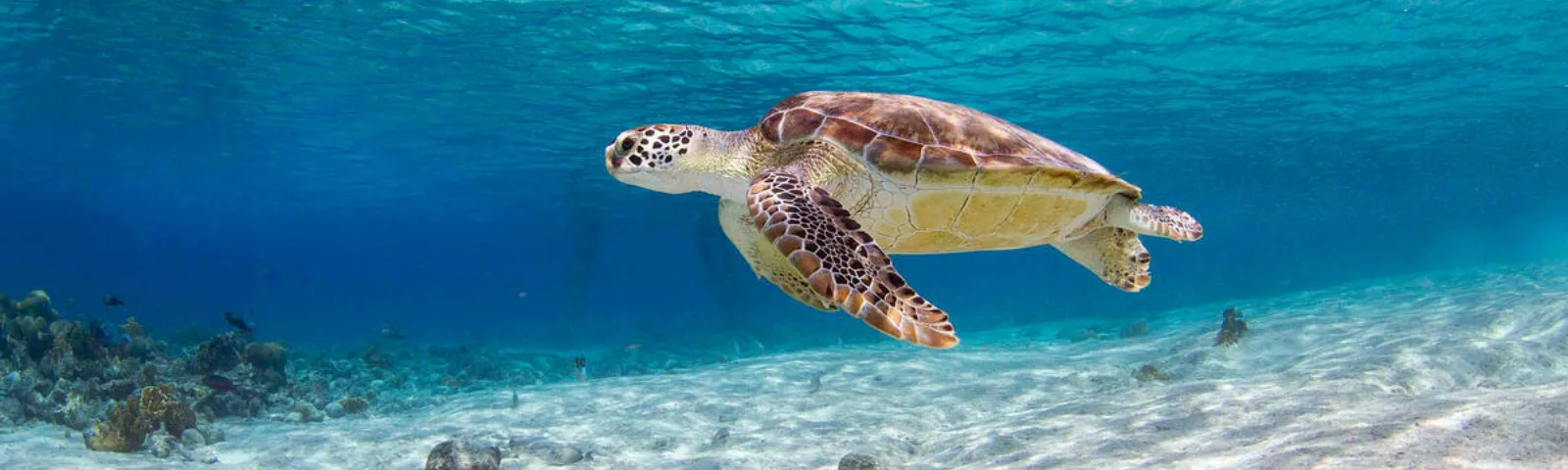 Havskilpadde svømmer i et rent hav i Bonaire