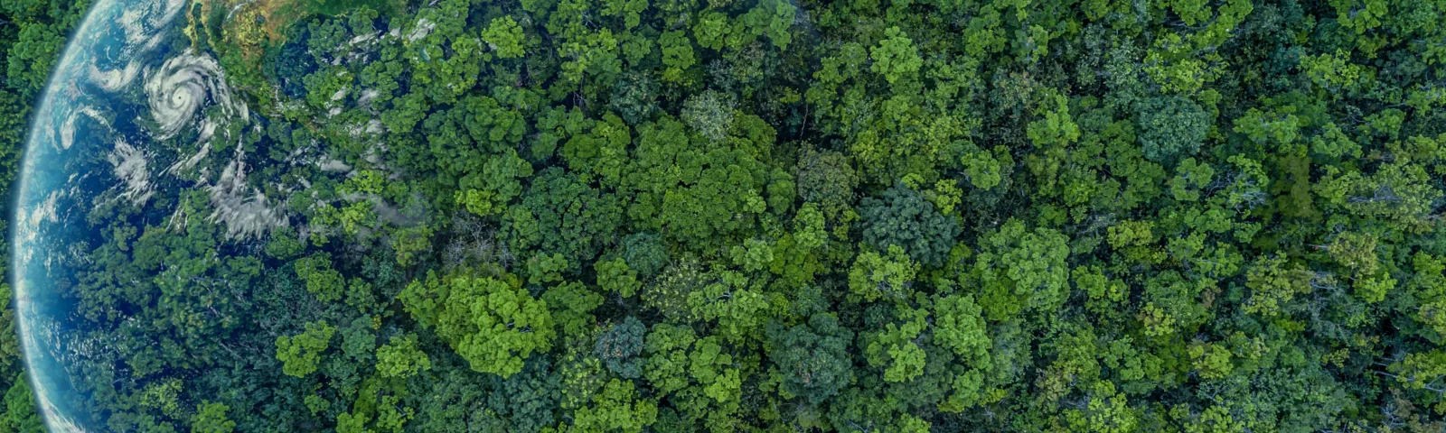 Jordkloden, delvis dekket av skog.