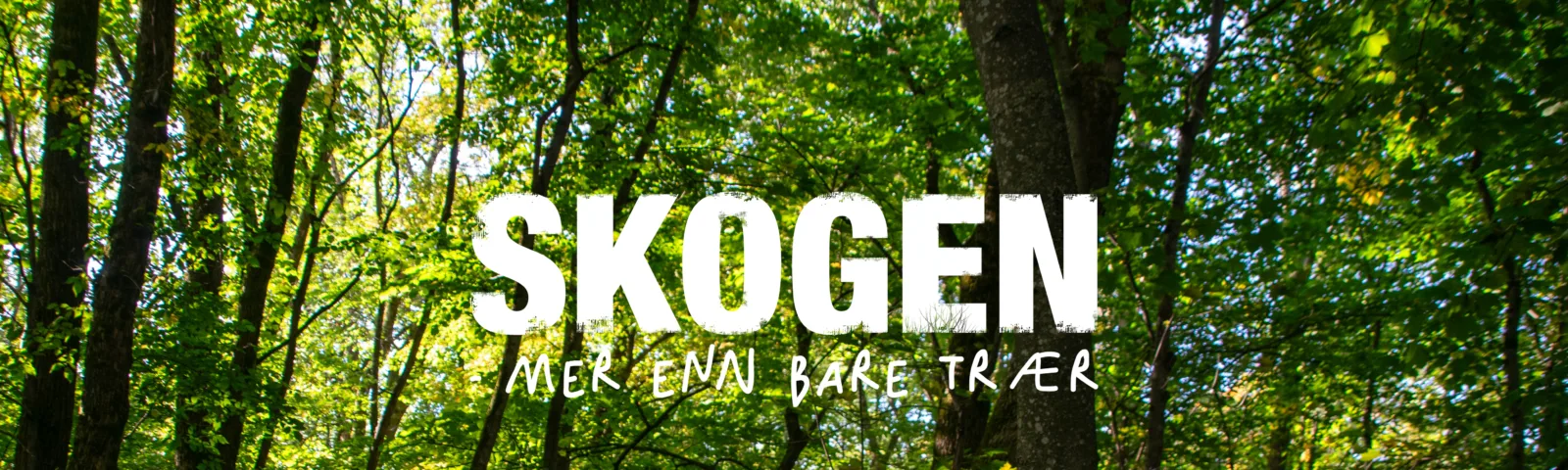 Løvskog ved Alnaelva, Natur og Ungdom.