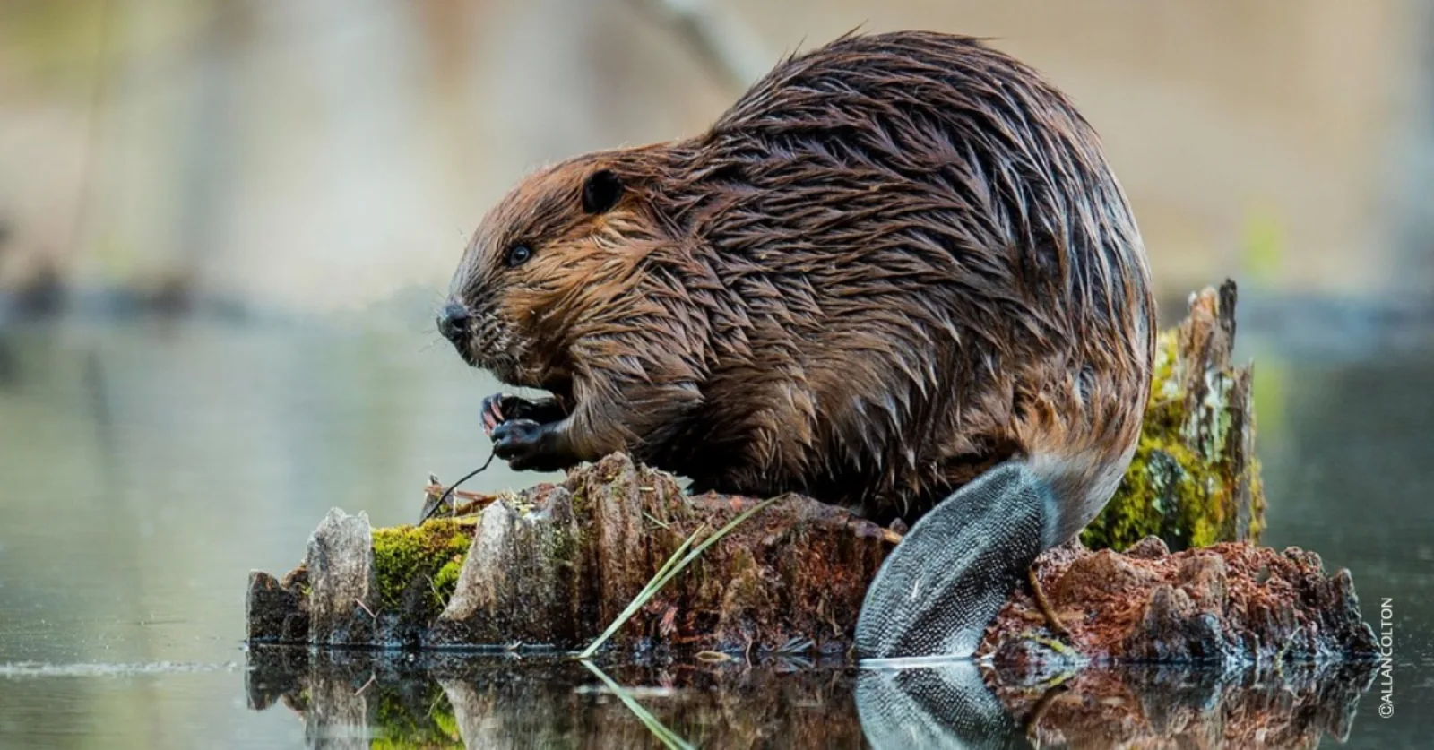 Canadisk bever i vann