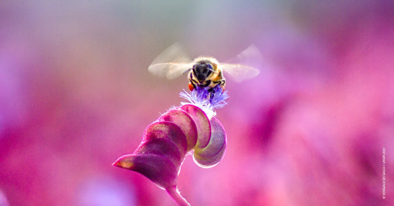 Humle på blomst