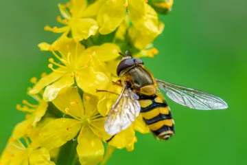Vanlig hageblomsterflue på gul blomst