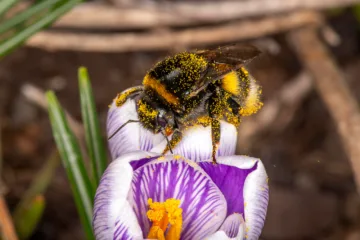 Humle sitter på en lilla krokus.
