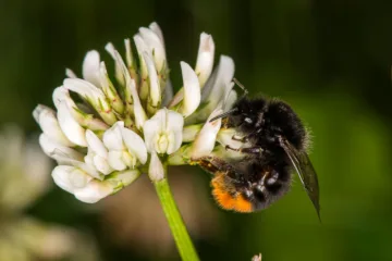 Humle sitter på en hvit kløverblomst