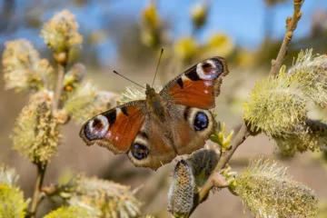 Dagpåfugløye på selje.