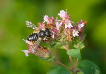 Rosebladskjærerbie