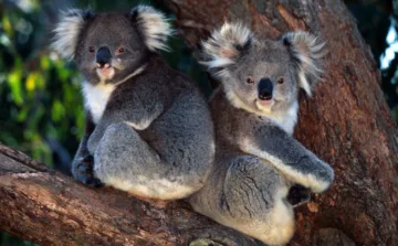 To koalaer i et eukalyptustre.
