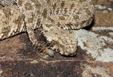 Slangen Pseudocerastes urarachnoides, med hale formet som en edderkopp.