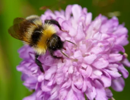 Bie stuper inn i blomst