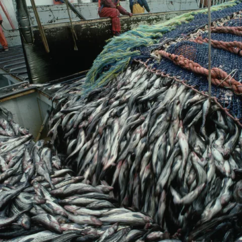 Bunntråling. © Getty Images / Natalie Fobes / WWF-US