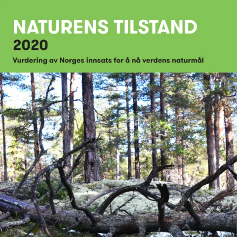 Forsiden av rapporten